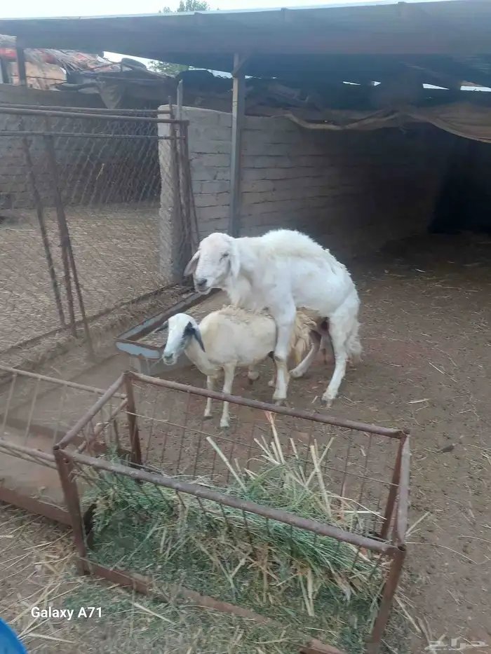خروف فحل  نعجة مقاني 0