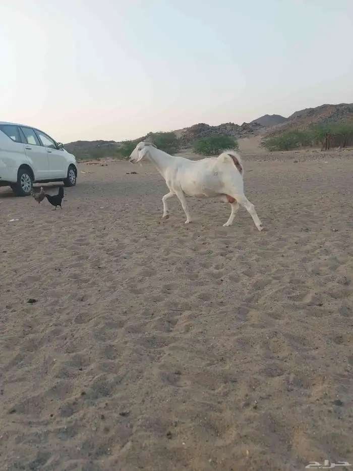 عنزين وجفره دفع مقربات 3