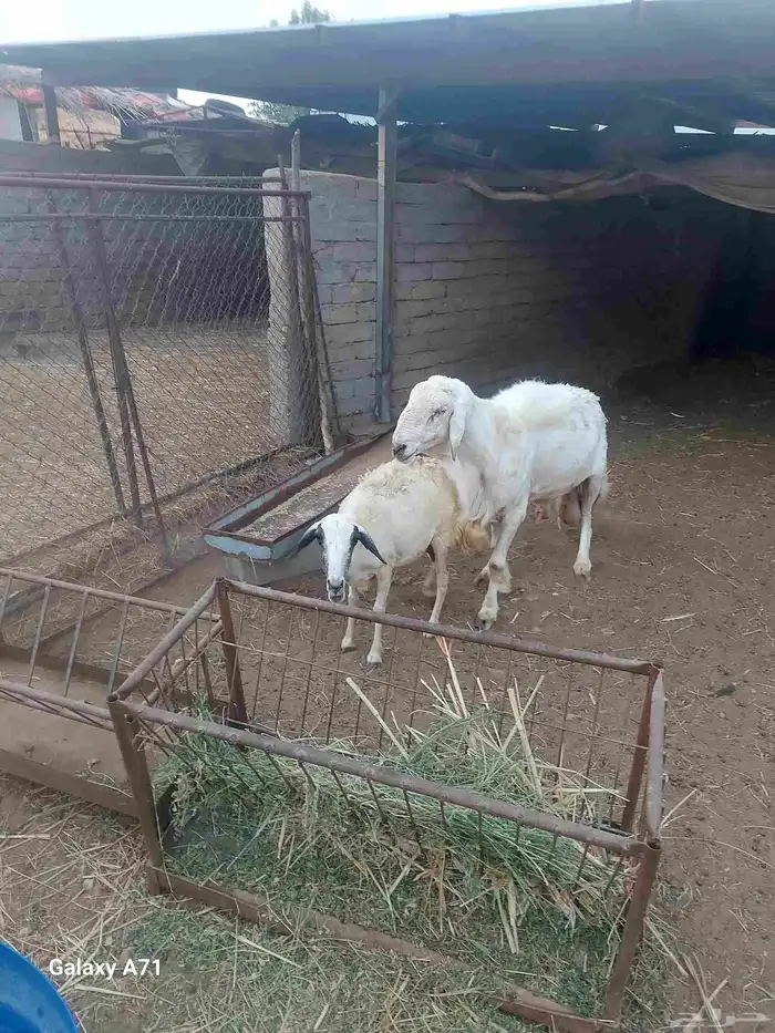 خروف فحل  نعجة مقاني 1