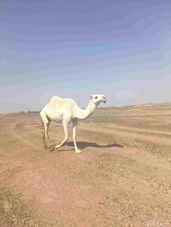 ناقه ضروبه للبيع 7