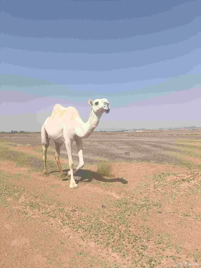 ناقه ضروبه للبيع 4