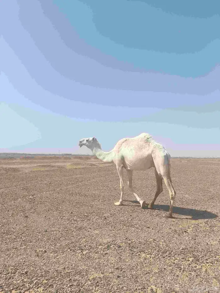 ناقه ضروبه للبيع 8