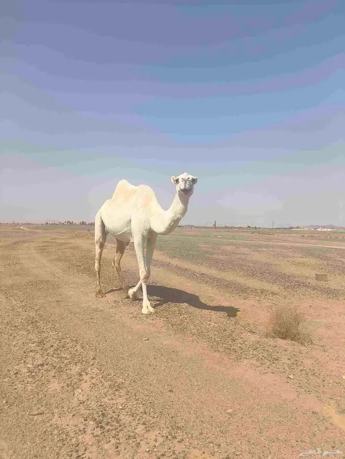 ناقه ضروبه للبيع 6