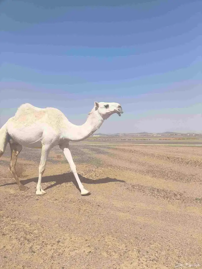 ناقه ضروبه للبيع 0