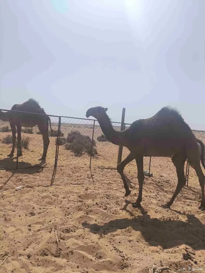 للبيع بكره مفروده 3