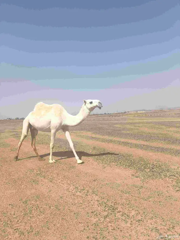ناقه ضروبه للبيع 5