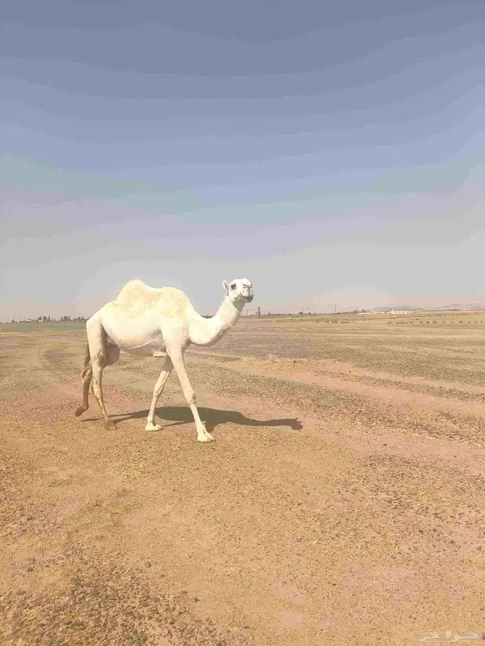 ناقه ضروبه للبيع 2