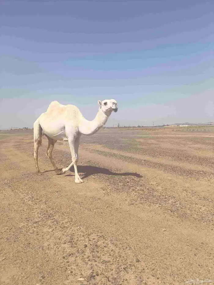 ناقه ضروبه للبيع 1