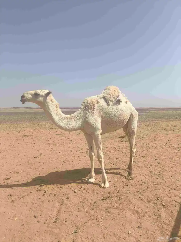 ناقه ضروبه للبيع 9