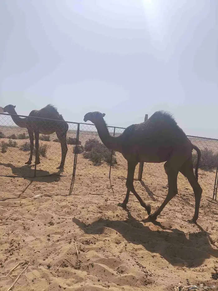 للبيع بكره مفروده 0