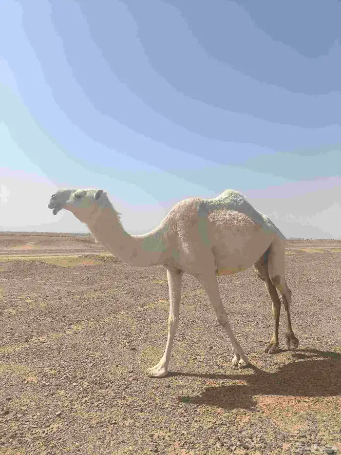 ناقه ضروبه للبيع 3
