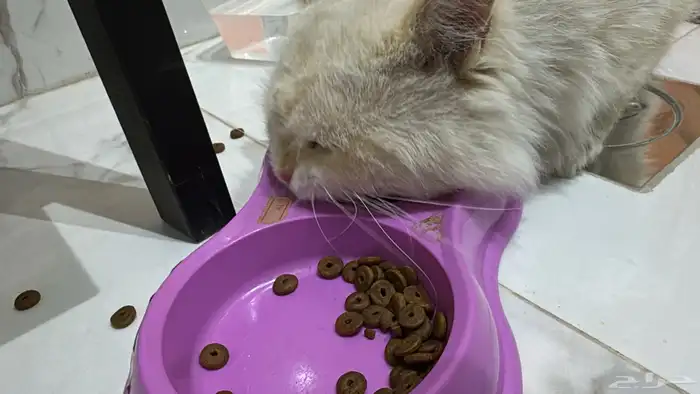 قطو ذكر للتبني 3