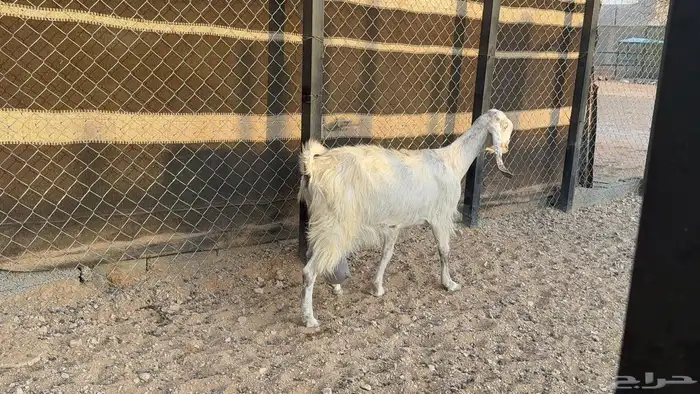 معزا تامات مطوره وشامية 4