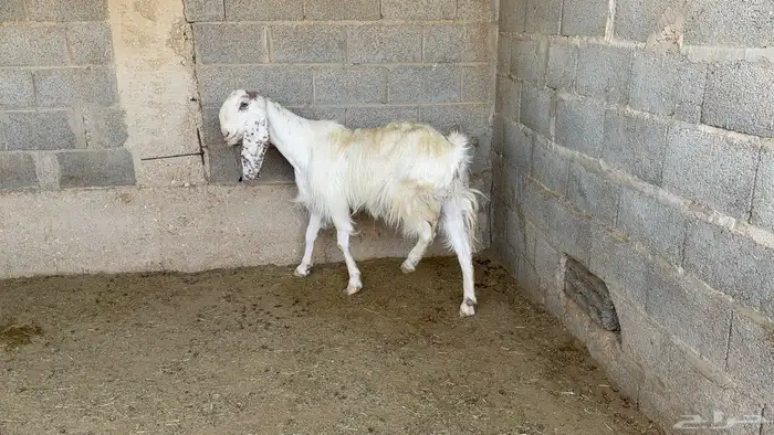 معزا تامات مطوره وشامية 3