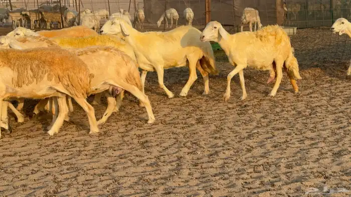 غنم حريات خلفات عددها 40 معاها 40 والفحل 9