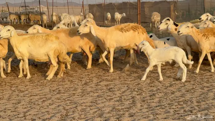 غنم حريات خلفات عددها 40 معاها 40 والفحل 3
