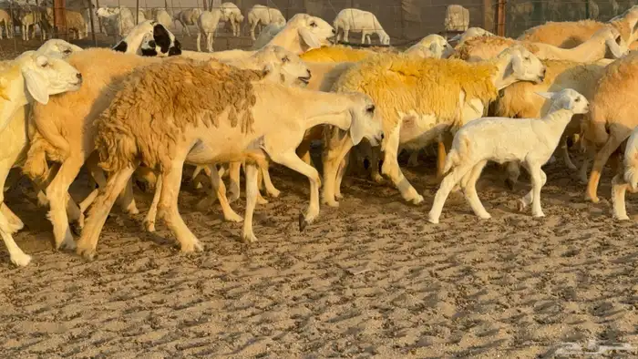 غنم حريات خلفات عددها 40 معاها 40 والفحل 20