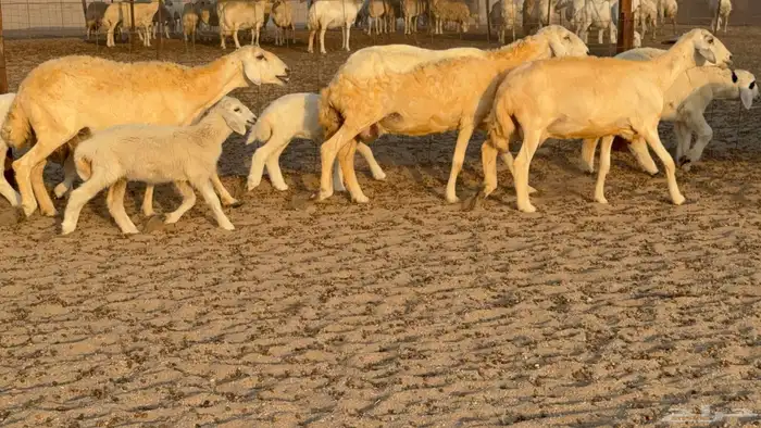 غنم حريات خلفات عددها 40 معاها 40 والفحل 13
