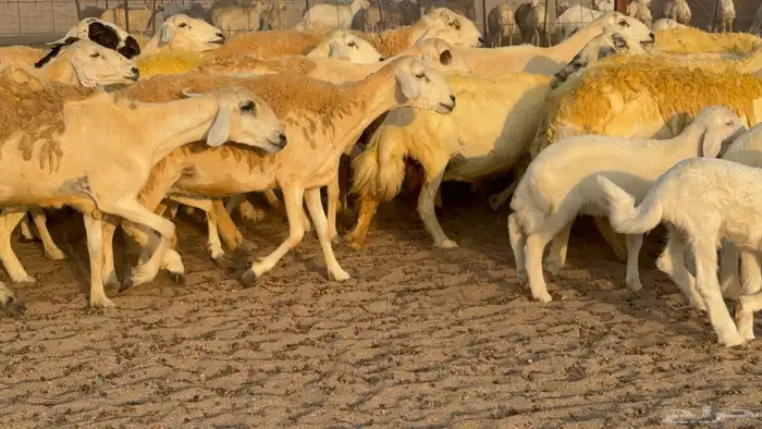 غنم حريات خلفات عددها 40 معاها 40 والفحل 14