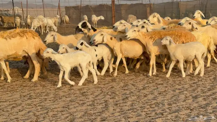 غنم حريات خلفات عددها 40 معاها 40 والفحل 4