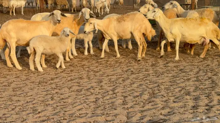 غنم حريات خلفات عددها 40 معاها 40 والفحل 12