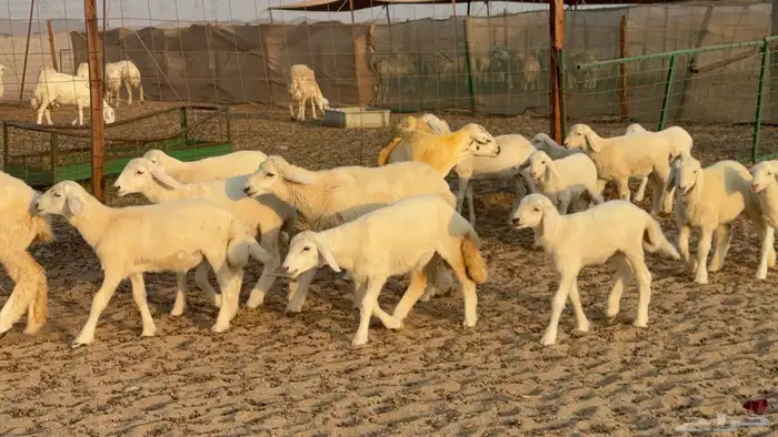 غنم حريات خلفات عددها 40 معاها 40 والفحل 16