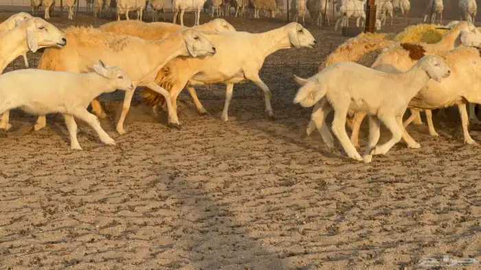 غنم حريات خلفات عددها 40 معاها 40 والفحل 7