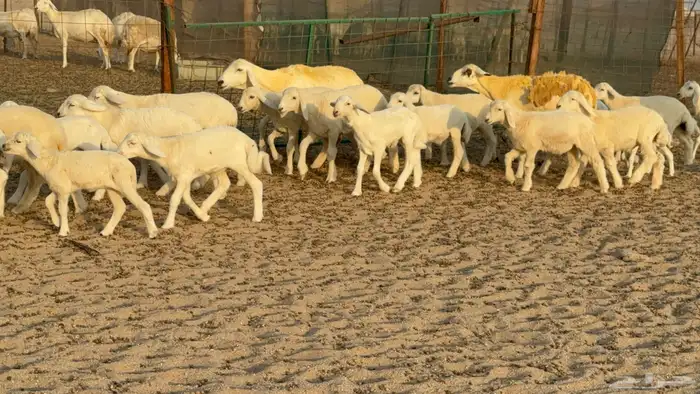 غنم حريات خلفات عددها 40 معاها 40 والفحل 6