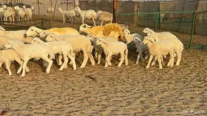 غنم حريات خلفات عددها 40 معاها 40 والفحل 5