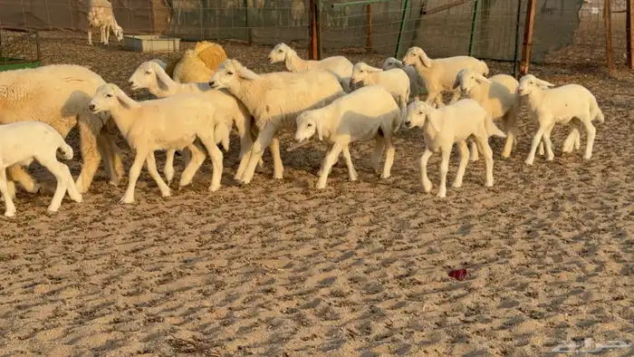 غنم حريات خلفات عددها 40 معاها 40 والفحل 1