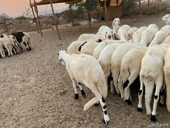 طليان سواكني دمازين 9