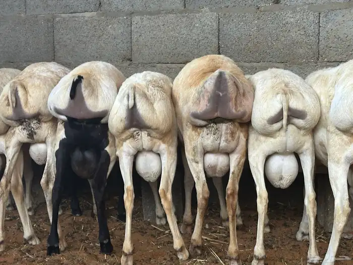 تيوس وبرابر مرابي 62