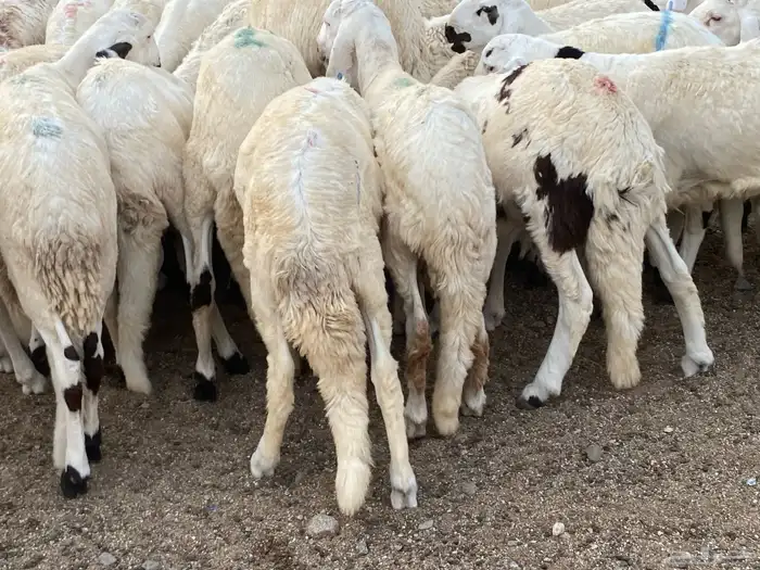 طليان سواكني دمازين 10