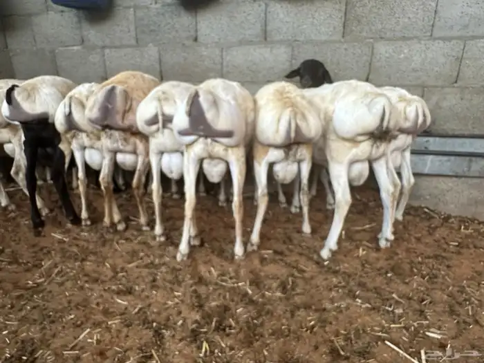 تيوس وبرابر مرابي 71