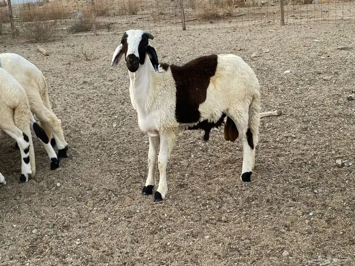 طليان سواكني دمازين 4