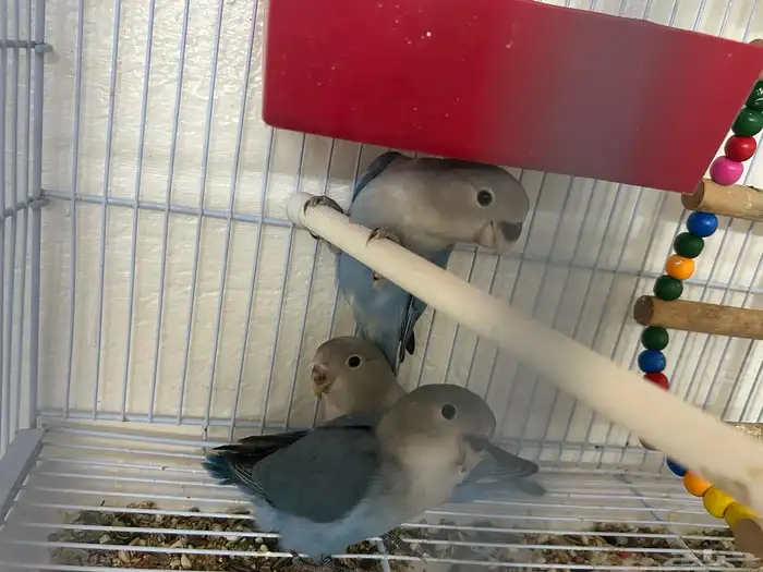 فروخ روز شبه اليفه ((تم البيع)) 8