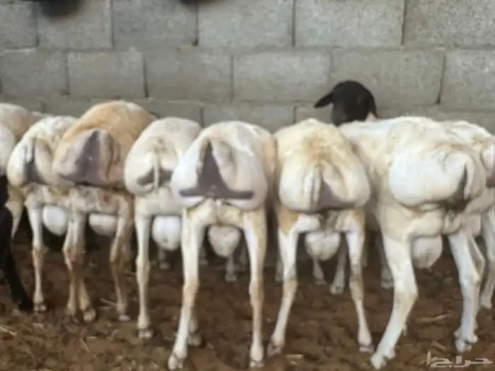 تيوس وبرابر مرابي 68