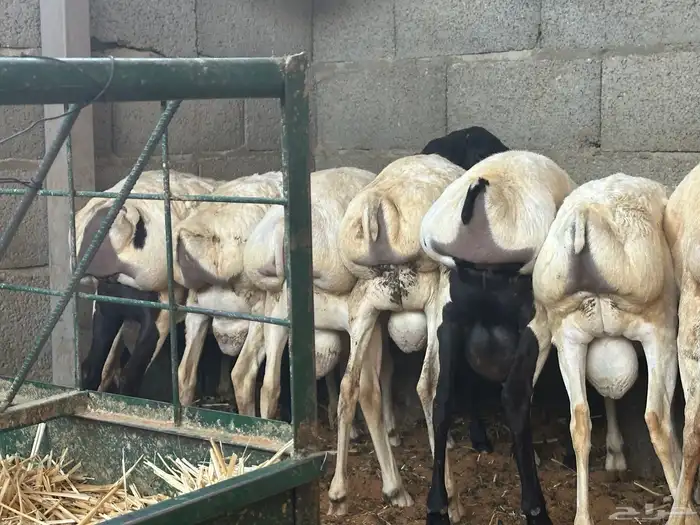 برابر جذعان طرف لحم وشحم 47