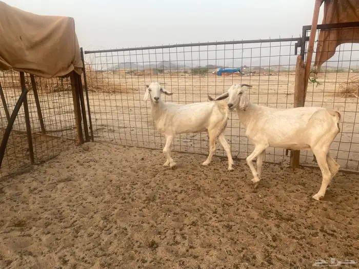 معزاء بيشيه مضاريع 5