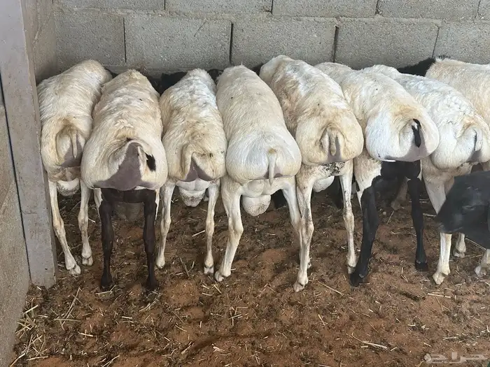 برابر جذعان طرف لحم وشحم 57