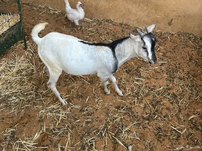 طليان رفيديات 28