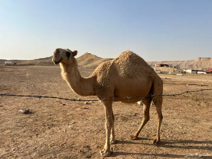 ناقة شقحاء ام رابع 6