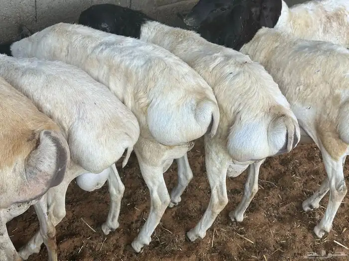 تيوس وبرابر مرابي 61