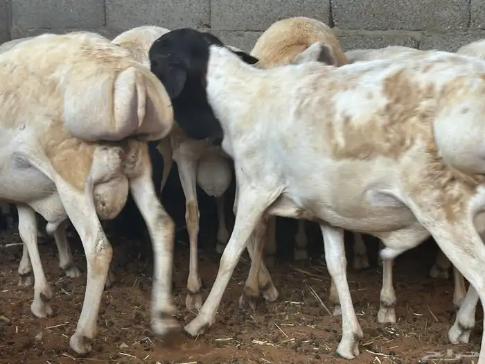 برابر جذعان طرف لحم وشحم 49