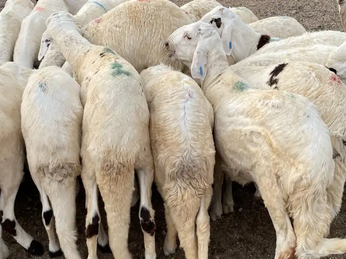 طليان سواكني دمازين 11