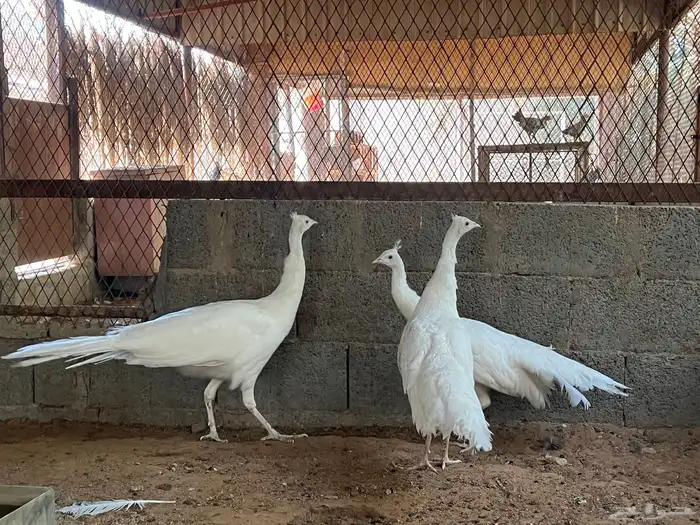 اطقم طاووس ابيض 4