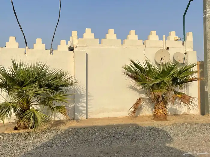 نخل أمريكي للبيع 1