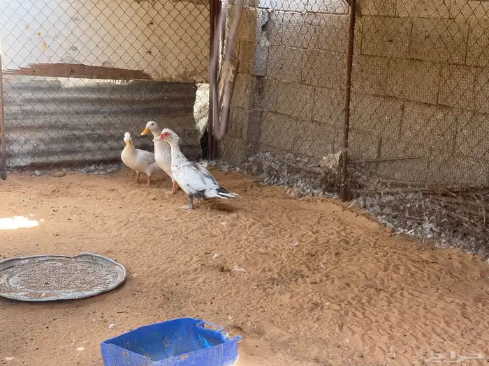 للبيع ارانب وبط وبح 0