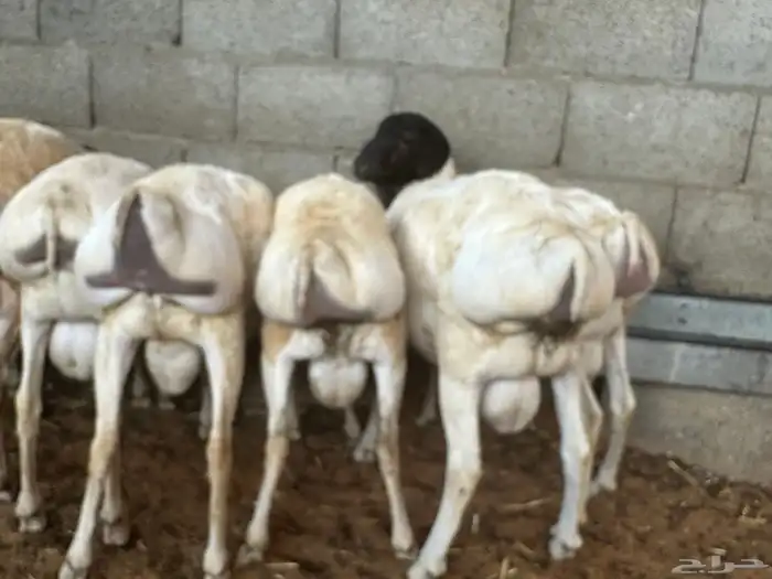 تيوس وبرابر مرابي 69