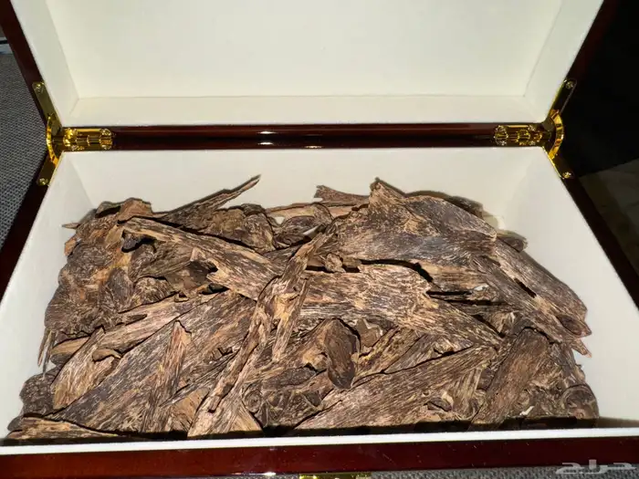 عود كلمنتان مالينو تربل اندرووتر - نوادر العود (تم البيع) 0